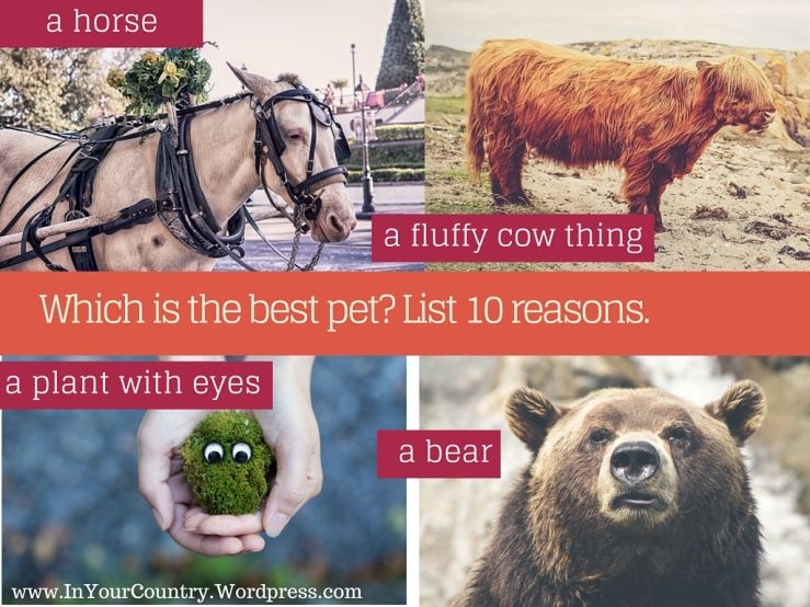 Which is the best pet?: Would your students prefer a plant with eyes or a fluffy cow?